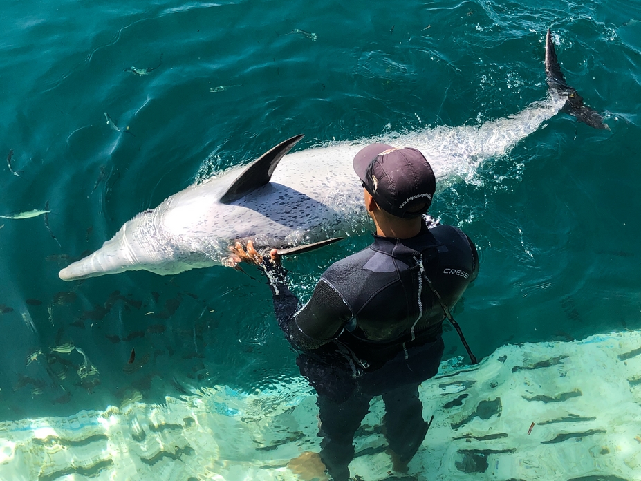 Nager avec les dauphins  Bali  Dolphin  Lodge Sanur  