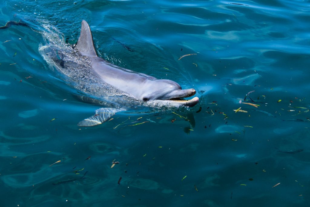 Nager avec les dauphins à Bali (Sanur)