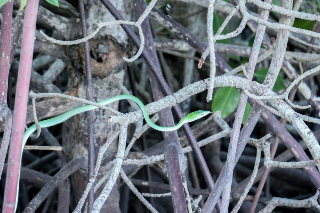 Serpent vert au Parc Bali Barat